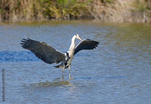 Bild auf Leinwand grey heron (Ardea cinerea)