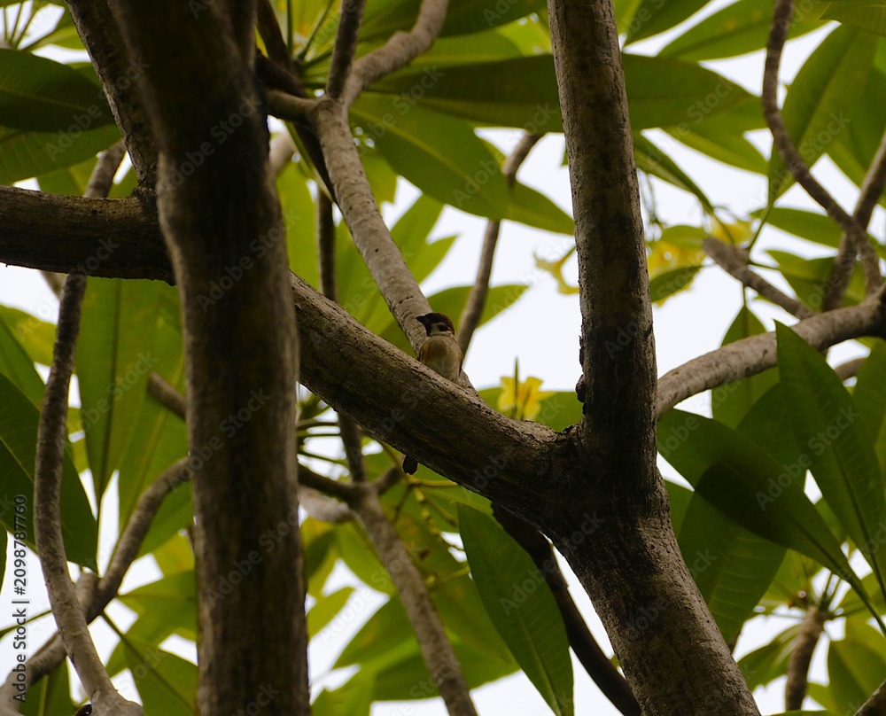 Fototapeta premium Small Bird Perched on Tree Branch Among Green Tropical Leaves