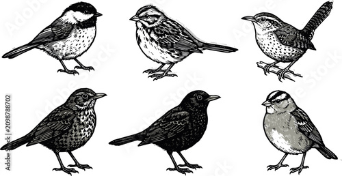 Photography Vintage hand drawn sketch birds vector icon set with sparrow robin finch isolate