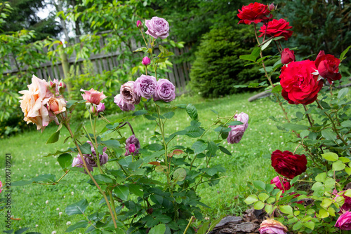 Roses in a Colorful Garden