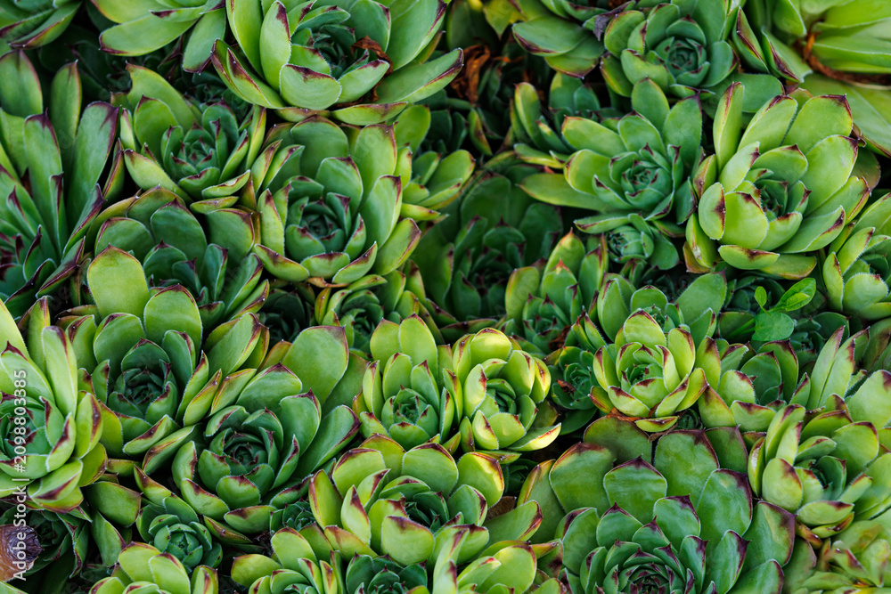 Fototapeta premium Green succulent rosettes top view texture background.