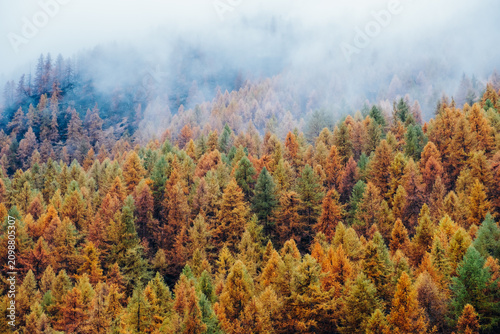 Beautiful autumn landscape with colorful treetops surrounded by white fog. Misty forest. Natural texture for background.