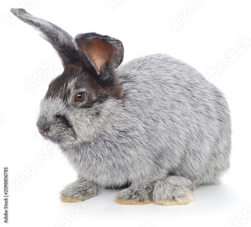 Grey rabbit with dark face isolated on white background