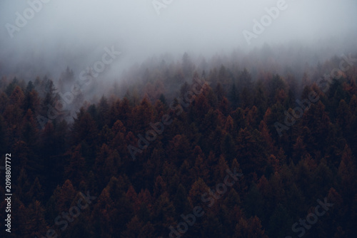 Dark and moody mountain view with coniferous treetops surrounded by fog. Natural texture for background.