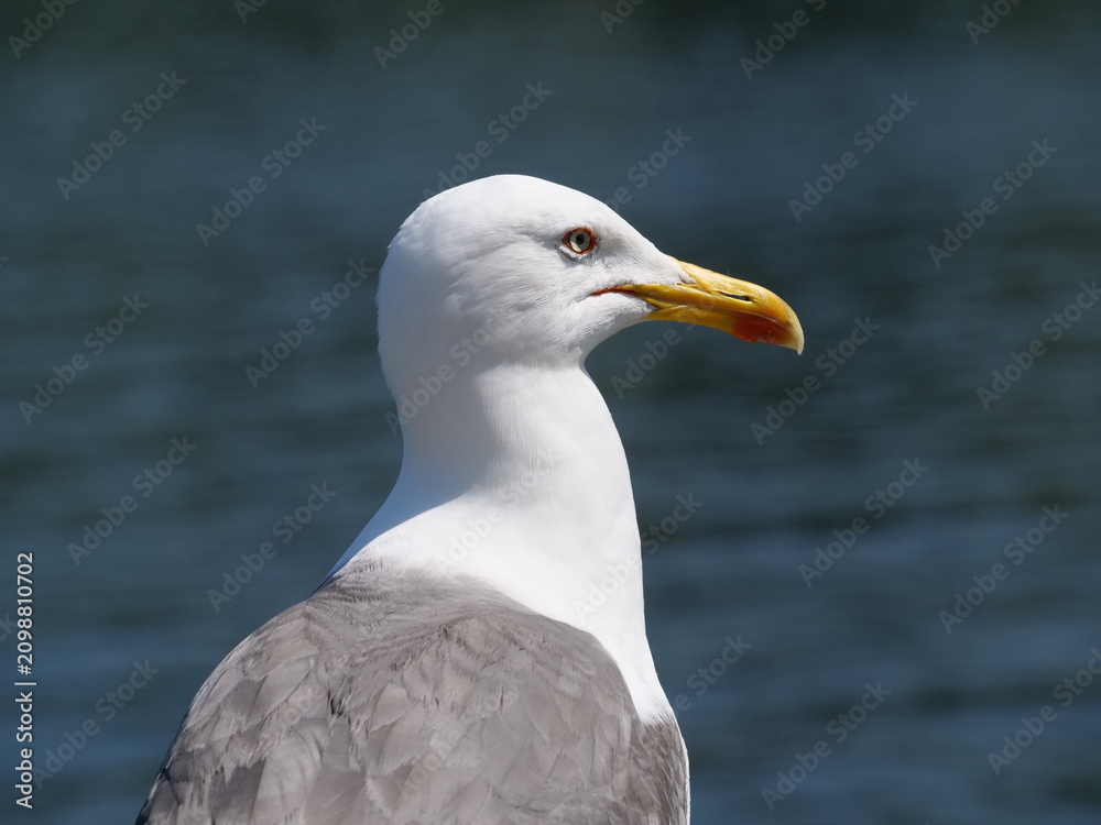 Fototapeta premium black headed gull