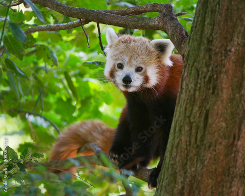 Cute Red Panda Looking Directly into the Camera Lens Close Up