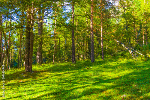 Foto beautiful green forest glade, summer outdoor scene