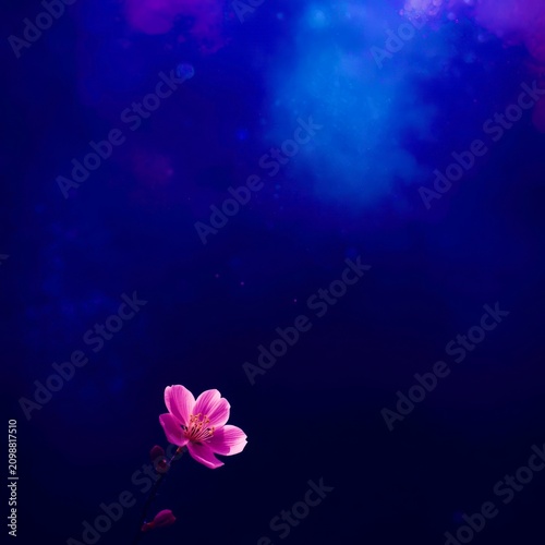 Single pink blossom floats in deep blue light