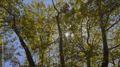 trees and sky