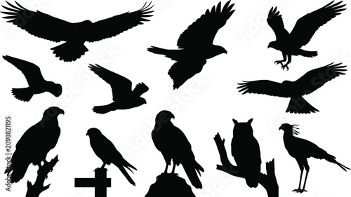 Fotografía Eagles, falcons, and owls black silhouettes, in flight and perching poses, on white background, symbols of freedom, power, and wisdom