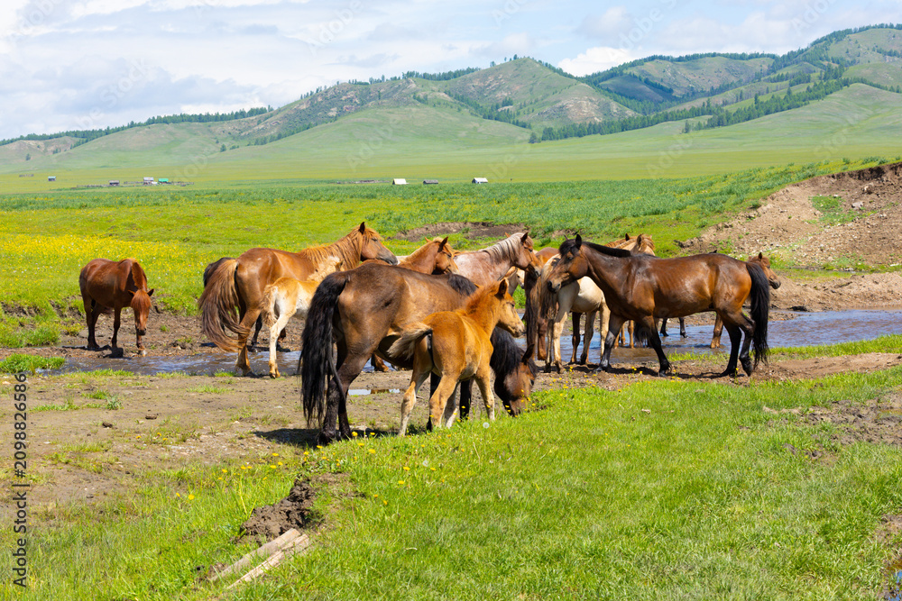 Naklejka premium Mongolian Animals, Camels, Horses