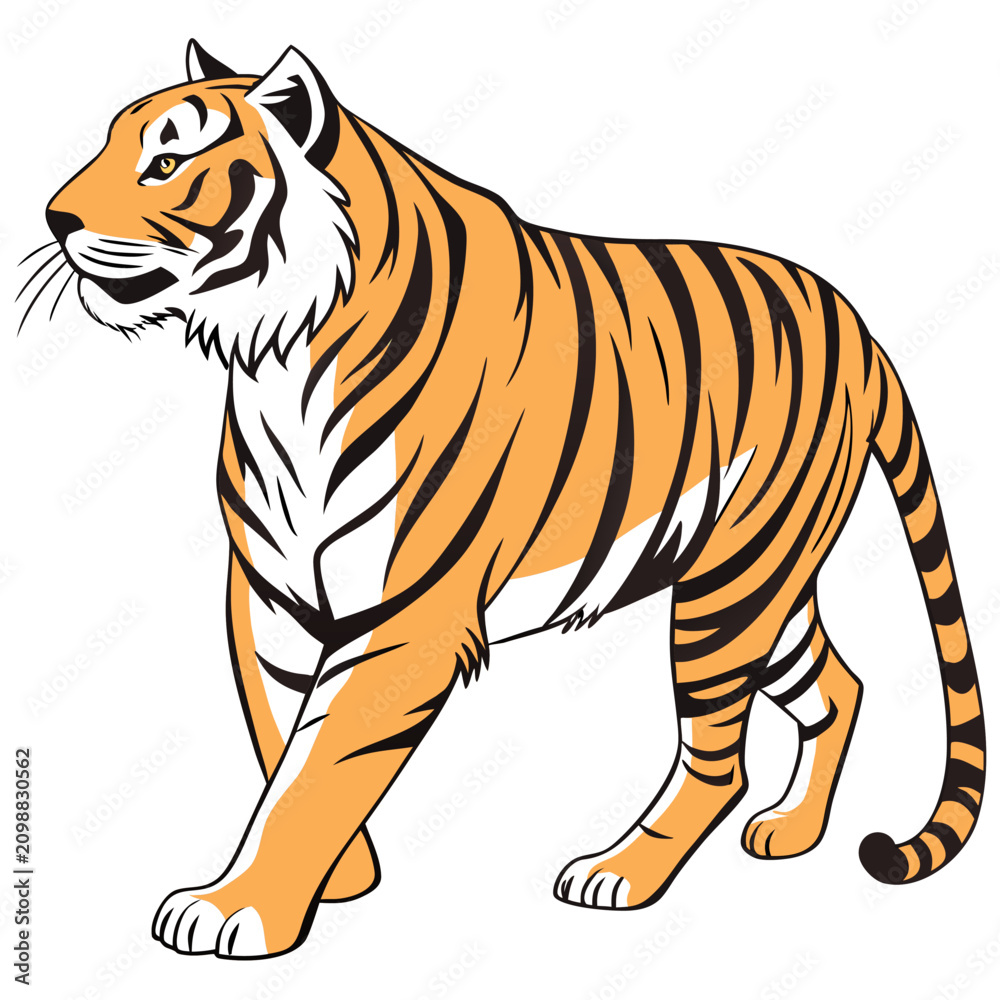 Obraz premium Cartoon tiger with black stripes isolated on white background. Vector illustration.