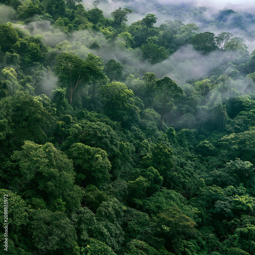 tropical forest in thailand