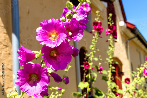 Konstfotografi Blooming hollyhocks along yellow farmhouse wall in Denmark
