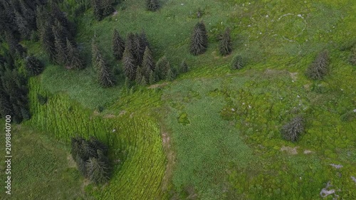 Aerial Flight Over Green Mountain Meadows and Conifer Forest in Summer