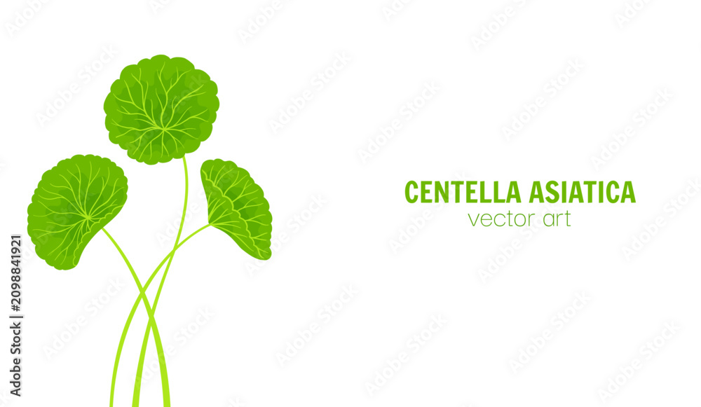 Fototapeta premium Centella asiatica stems and leaves Hand drawn cartoon style background. Gotu kola, Asiatic pennywort herb in various shapes. Medicinal plant for banner, template poster, postcard Vector pattern banner