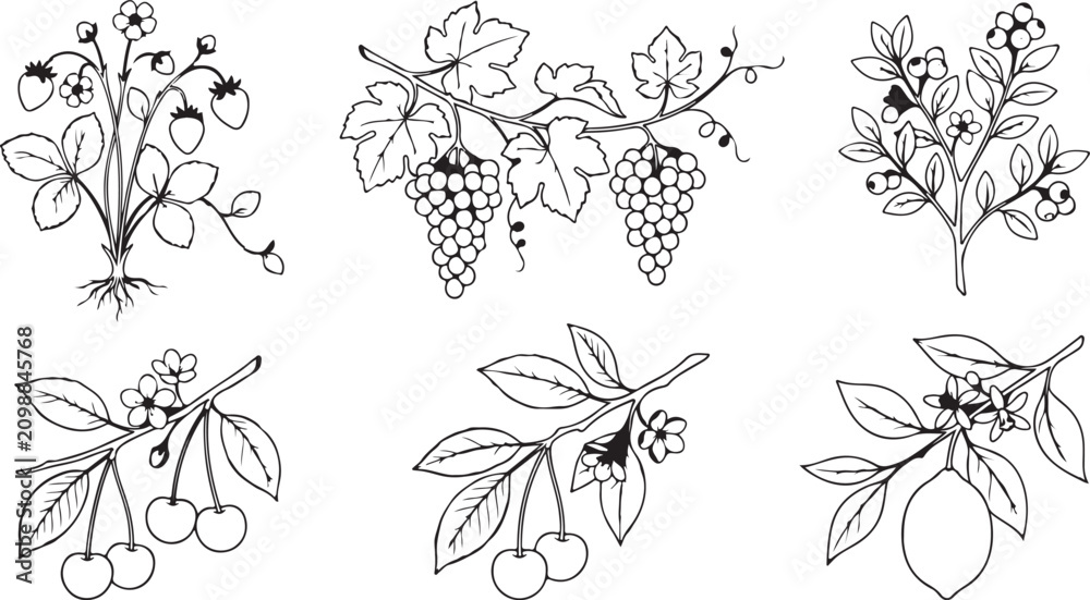 Fototapeta premium Citrus Fruit Collection Vector for Refreshing Designs