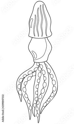 Tableau sur toile Squid outline vector drawing isolated on white background