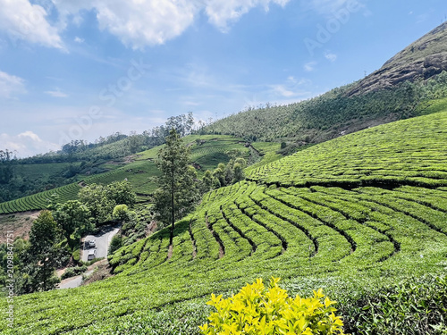 green tea plantation