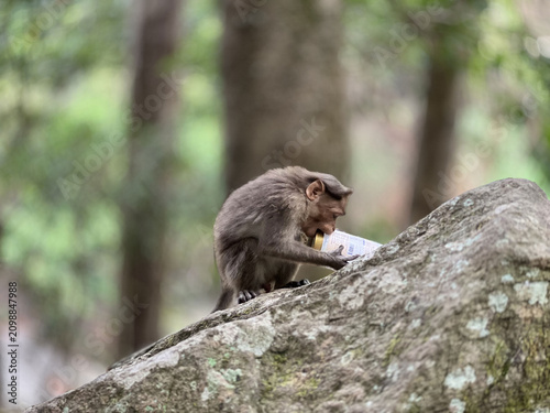 A Curious monkey