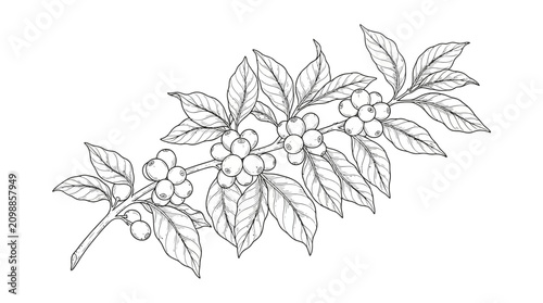 A hand drawn graphite sketch depicts a lush coffee plant branch showcasing ripe cherries and green foliage ready for the harvest season in this botanical depiction of natural agricultural crops.