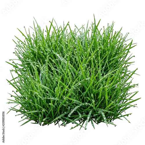 Thick bunch of green grass with morning dew moisture transparent vegetation outdoors as PNG cutout