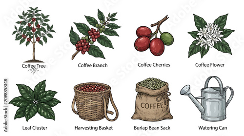 A comprehensive collection of hand drawn artistic sketches representing various stages of coffee cultivation including the tree branches cherries blossoms harvest baskets sacks and garden