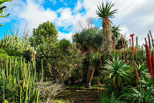 Subtropical Mountain Park with Lush Wild Vegetation under Clear Blue Sky