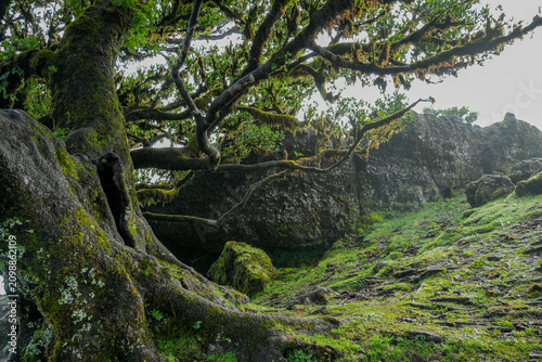 Lush green laurel forest landscape in Madeira with exotic trees and tropical nature
