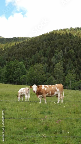 Simmental cows grazing in an alpine summer meadow below a pine forest