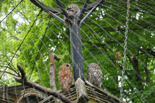 Three tawny owls perched inside a spacious aviary surrounded by lush green trees