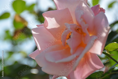 Fotografía 神奈川県 生田緑地ばら苑（春）