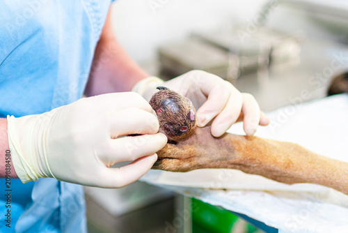 Fotografie Veterinarian inspecting a localized mass on a dog's foot