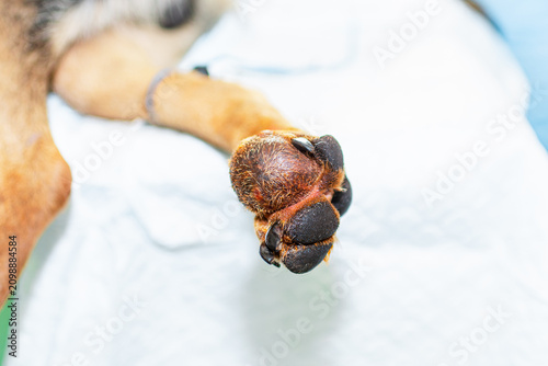 Fotografie Close-up view of a swollen dog paw with a skin lesion