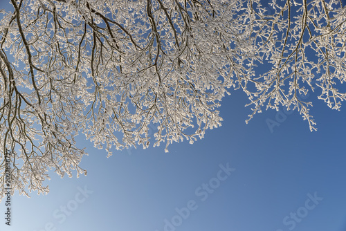 Cuadro en lienzo maple with thin branches completely covered with white snow and frost in sunny w