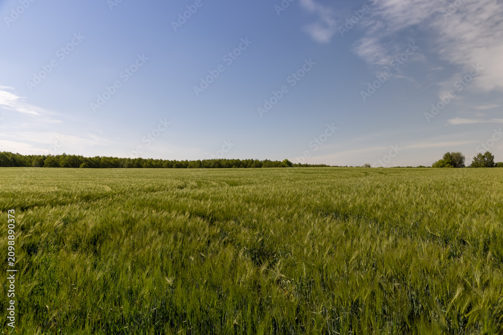 Obraz premium a wheat field with green plants, natural light