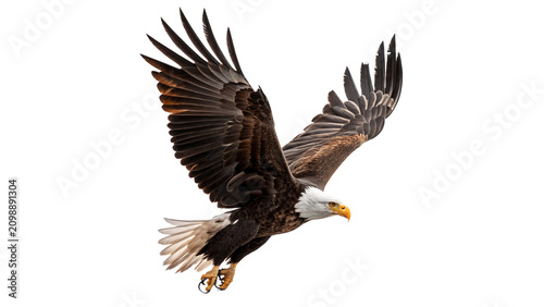 Majestic bald eagle flying with wide open wings isolated on transparent background cut out