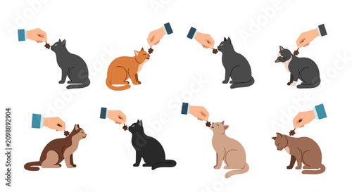 Obraz na plátně Set of human hands feeding various cat breeds with treats