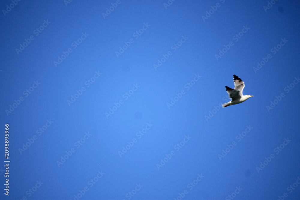Fototapeta premium gaviota