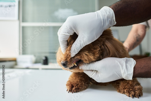 Obraz na plátne Close up of veterinarian hands examining small dog mouth during dental check at clinic, showing pet healthcare and preventive care