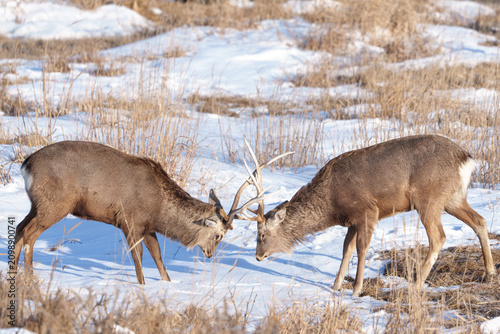 Male Ezo sika deer locking antlers on a snowy field in Notsuke Peninsula, Hokkaido, Japan
