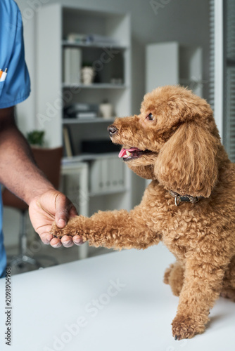 Vertical shot of poodle dog giving paw to veterinarian during clinic checkup, showing pet care and trust. Useful for veterinary services, animal health, pet insurance marketing