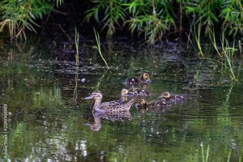 wild duck with ducklings