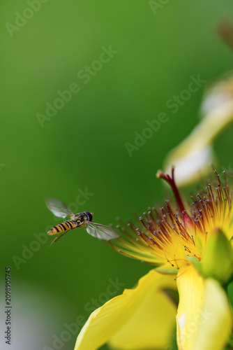 фотографія Close up of a hoverfly on a yellow flower