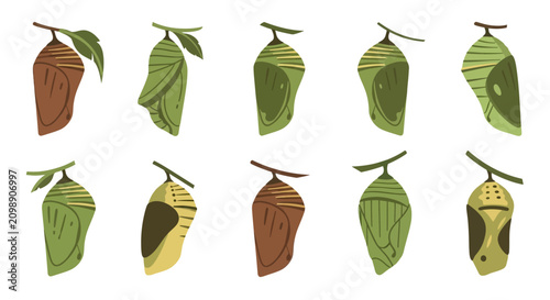 Obraz na płótnie Set of Various Butterfly Chrysalis and Cocoons Illustration