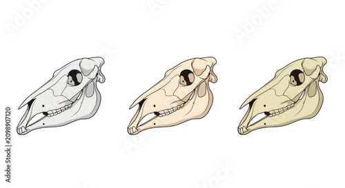 Foto Three horse skulls in different colors: white, beige, and light brown, isolated on white background