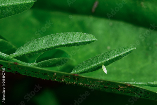 Photography butterfly egg on a leaf