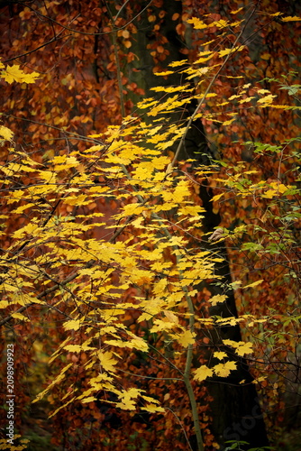 Konstfotografi Autumn trees, bright yellow, golden leaves