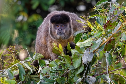 Photography Male Sapajus libidinosus
