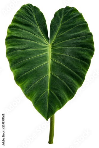 Green heart-shaped leaf isolated on transparent background